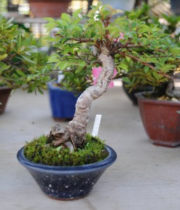 bonsai tree at a fleamarket