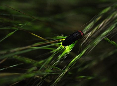 firefly on reeds