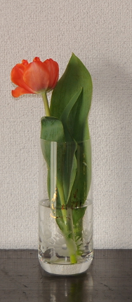 a small tulip