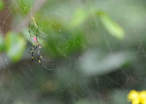 spider in imperial garden