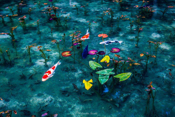Monet Pond by Hidenobu Suzuki