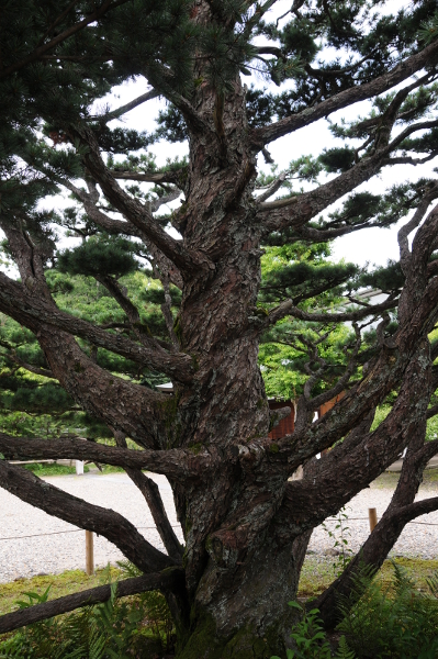 tree in Umenomiya Taisha