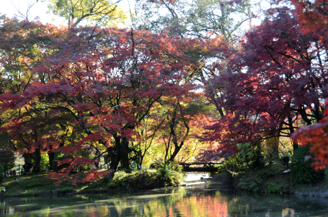 Botanical Gardens Kyoto - koyo 2019