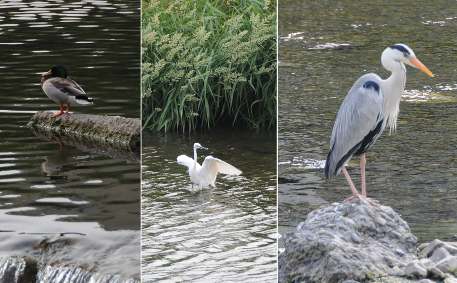 Types of birds on the Kamo river