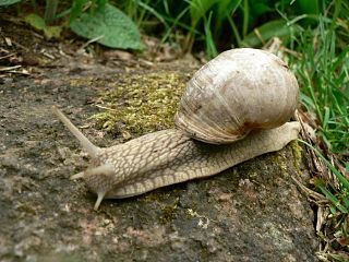 Snail on a stone