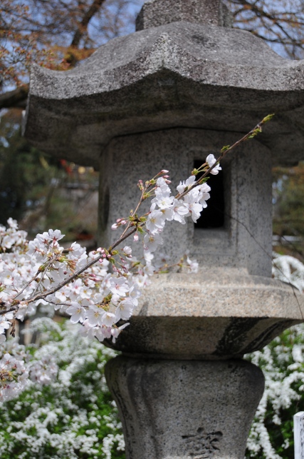 cherry blossoms in front of a stone lantern