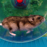 a hamster running in a wheel