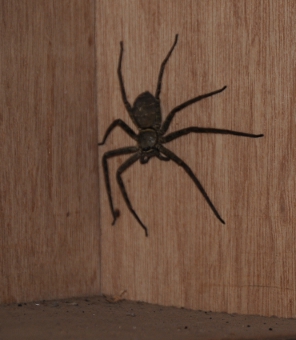 Our house spider