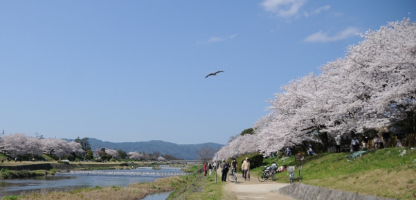 Hanami at Kamogamo river