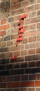 red ivy leaves on a brick wall