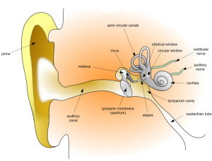 schematic of a human ear