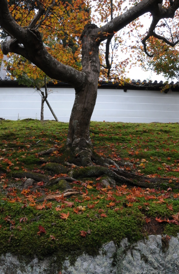 Tree in front of Manju-in temple