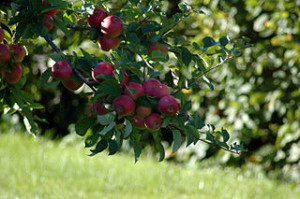 Branch of an apple tree