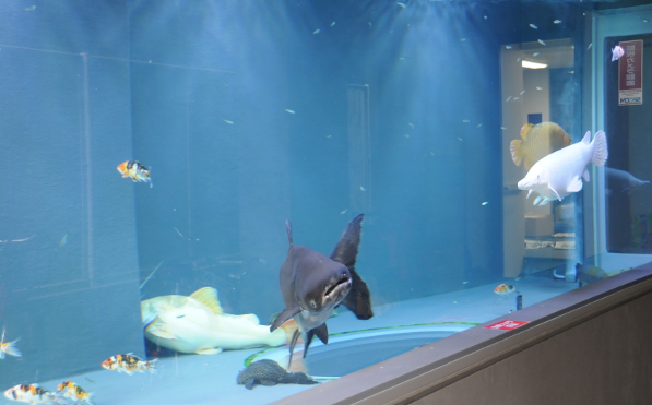 a private aquarium