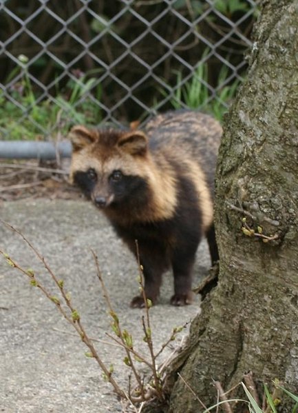 Real Tanuki