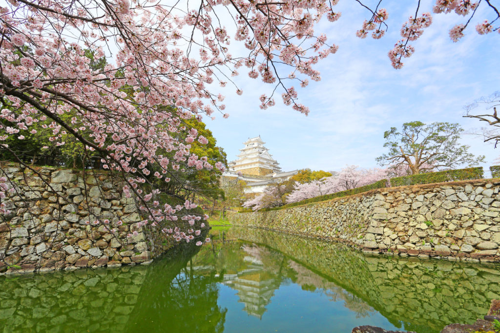 Himeiji Castle during Cherry Blossoms