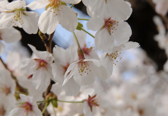 Very close closeup of cherry blossoms