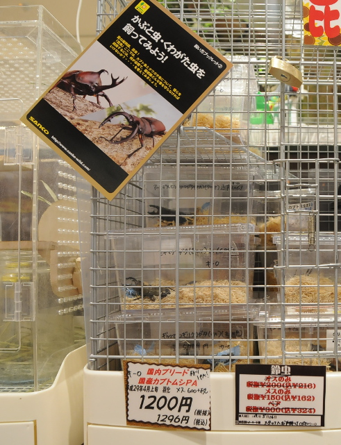 Japanese pet beetles