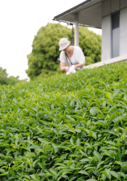 Picking fresh green tea leaves