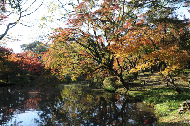 Botanical Gardens Kyoto - koyo 2019