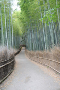Kyoto's Bamboo Forest, completely empty.