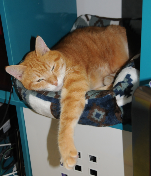 Pumpkin looking cute in his kitty bed in my office.